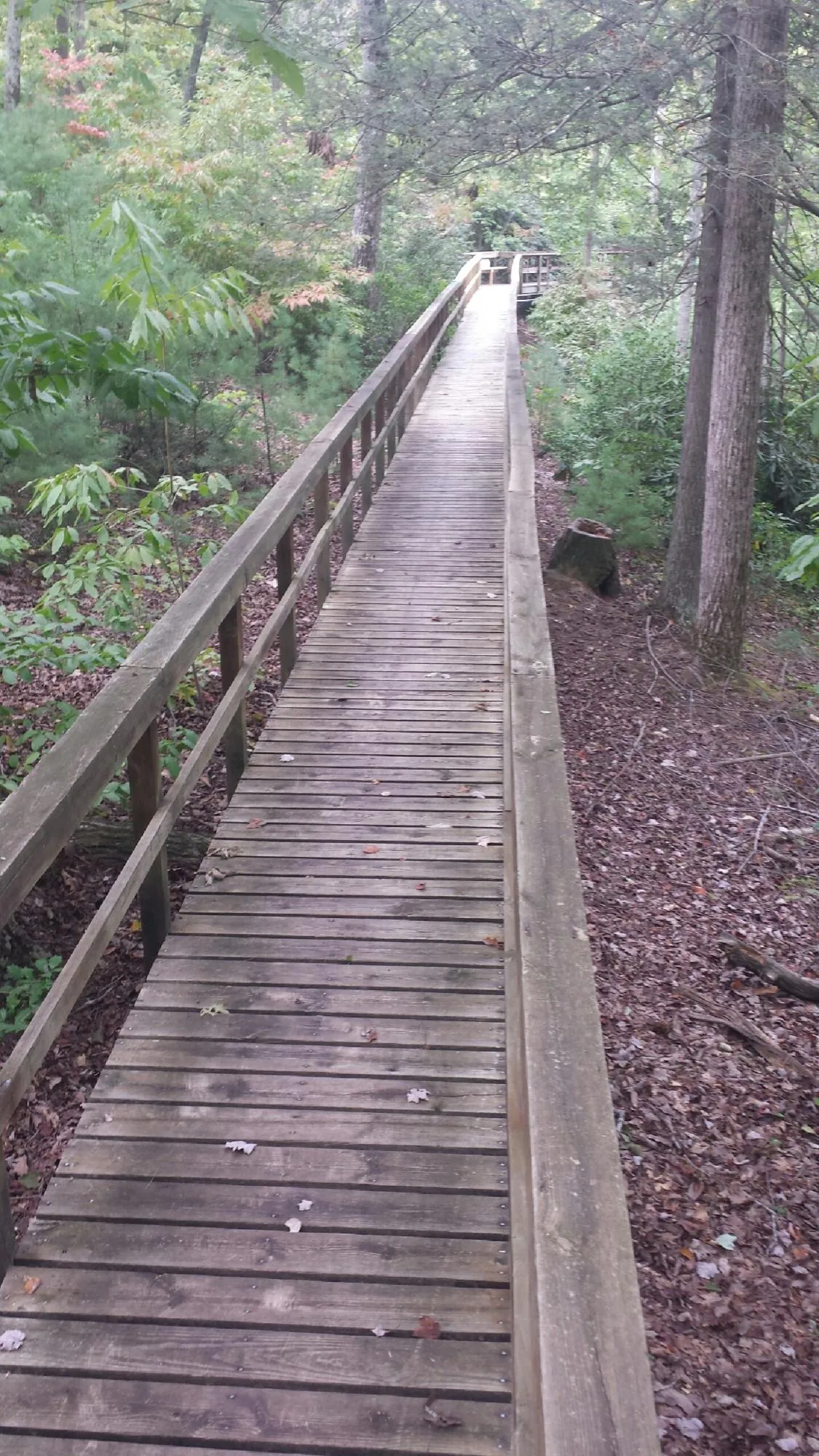 Long wood walkway with handrails built through the woods in New Philadelphia